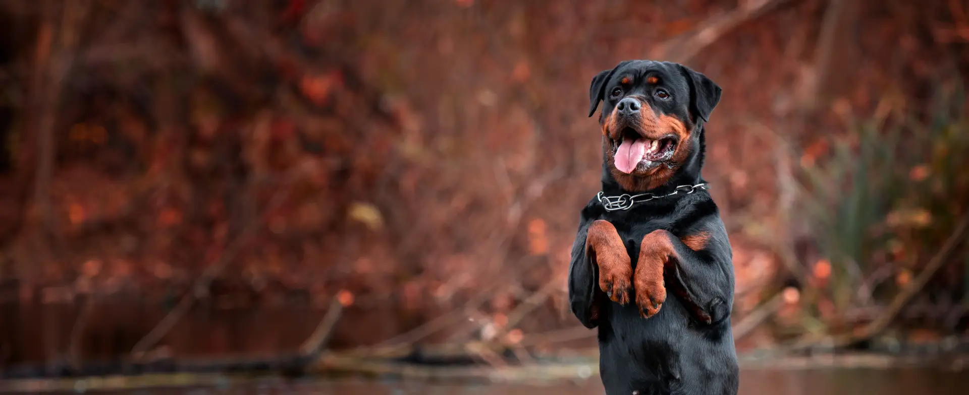Arka ayaklarının üzerinde duran rottweiler