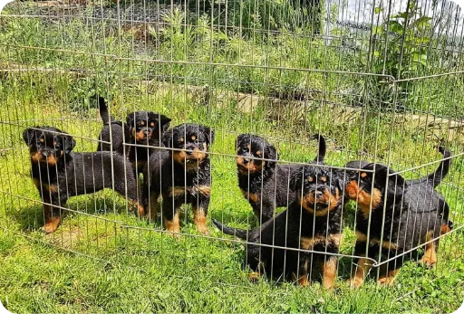 Kafes içinde duran rottweiler yavruları