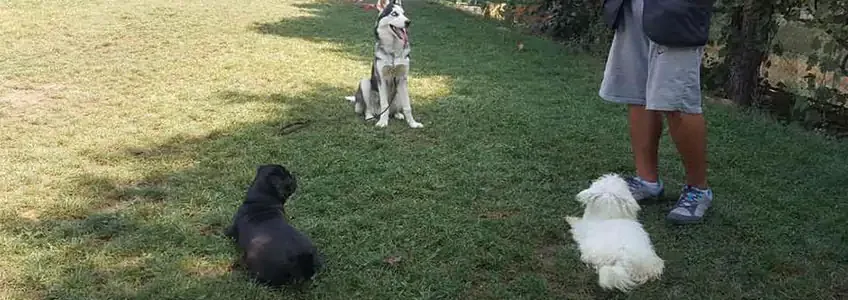 Çimenlik alanda oturan bir husky, siyah bir yavru köpek ve beyaz bir köpek; sağda bir kişinin bacakları görünüyor.