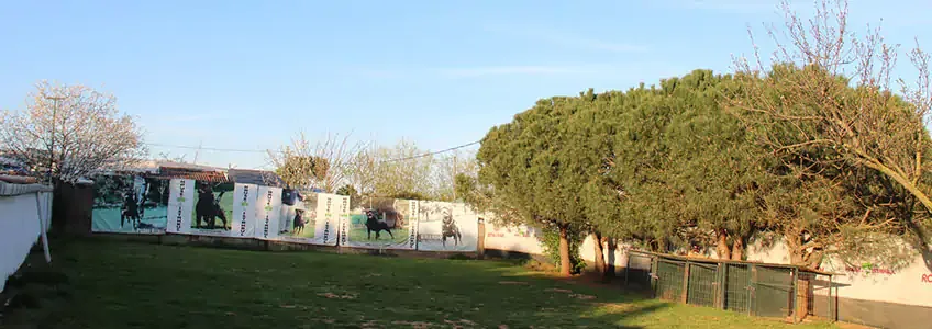 Çimenlik bahçe; arkada köpek fotoğraflarının basılı olduğu afişlerle kaplı bir duvar, çam ağaçları ve yeşil bir çit.
