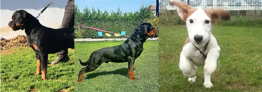 Üç fotoğraf: tasmalı siyah-kahverengi bir rottweiler, çimde yan duran bir rottweiler ve koşan beyaz-kahverengi bir köpek yavrusu.