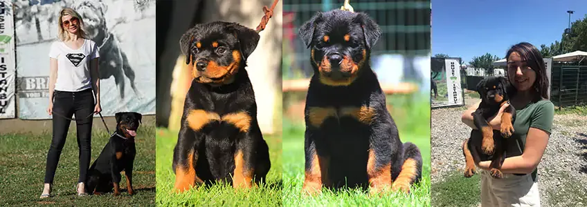 Dört fotoğraf: siyah bir köpekle duran bir kadın, iki rottweiler yavrusu portresi ve kucağında rottweiler yavrusu tutan bir kadın.