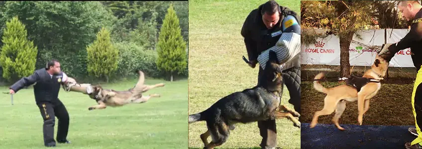 Üç fotoğraf: koruma eğitimi çalışmasında eğitmenin koruma kolluğuna atlayan köpekler.