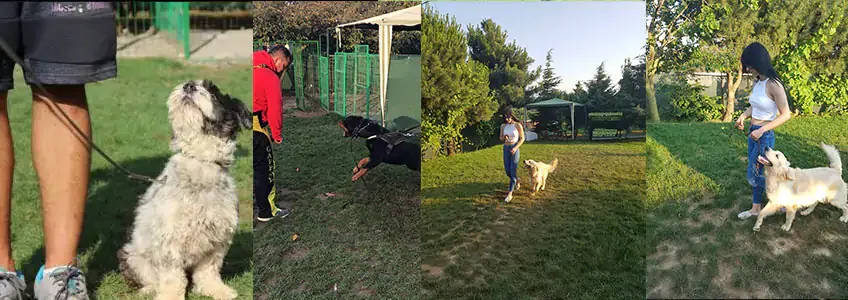 Obedience Training