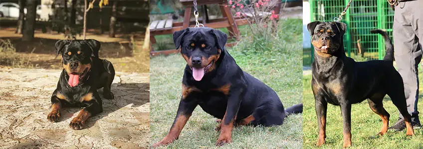 Üç fotoğraf: toprakta yatan, çimde oturan ve tasmayla ayakta duran üç rottweiler.