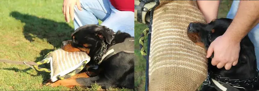 Protection Dog Training