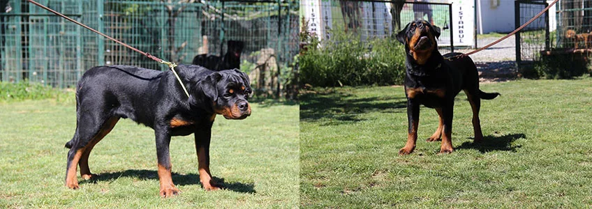 Çimenlik alanda iki ayrı fotoğrafta tasmalı siyah-kahverengi birer rottweiler.