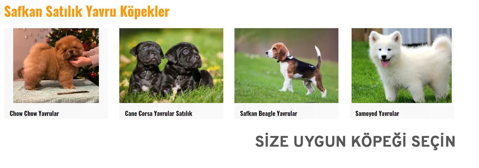 Satılık köpekler
